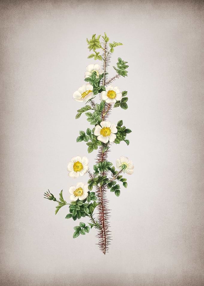 Vintage Scotch Rose Bloom