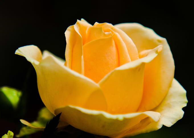 Rose 27