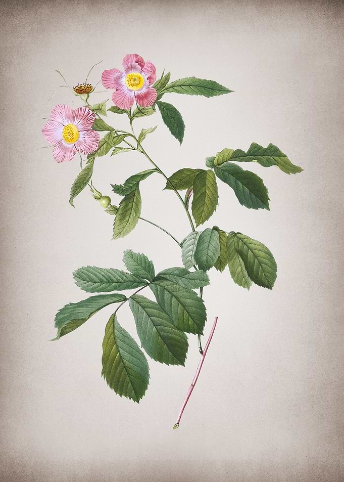 Vintage Pink Alpine Roses