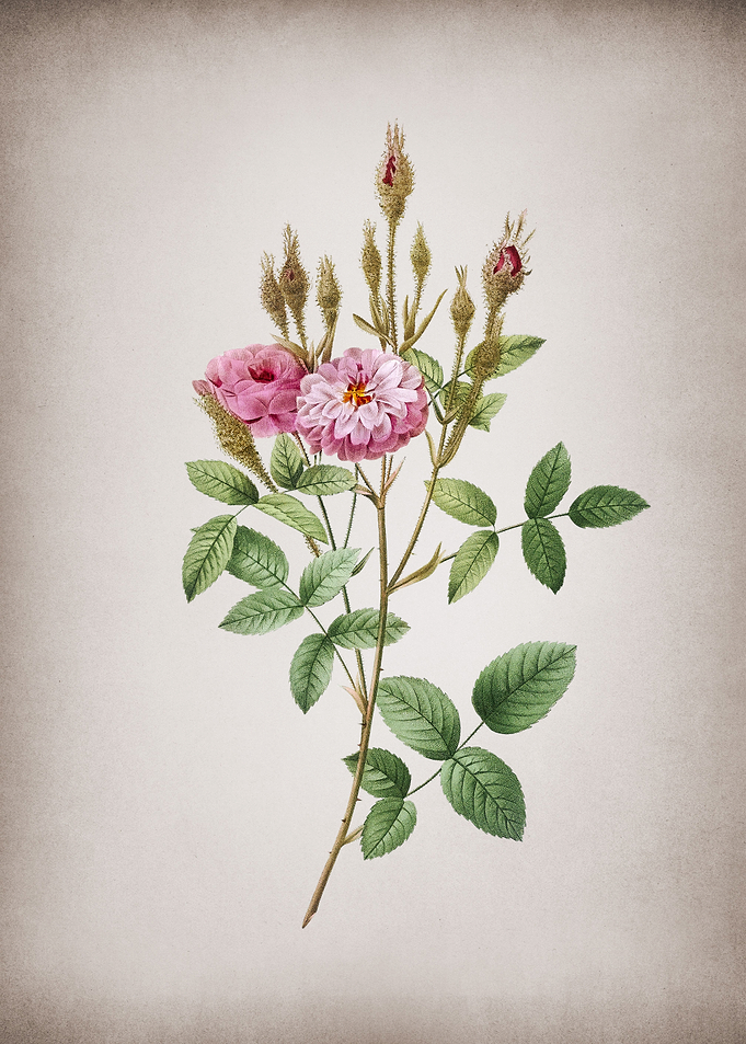 Vintage Mossy Pompon Rose