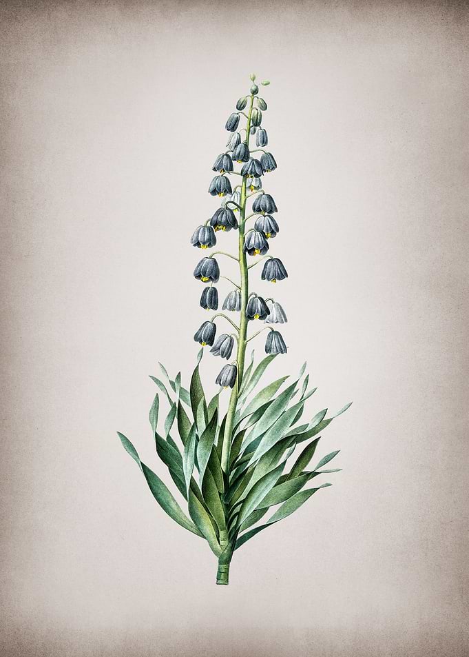 Vintage Persian Lily