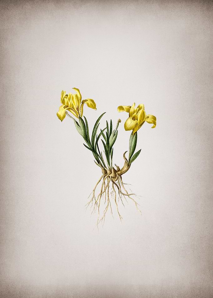 Vintage Sand Iris