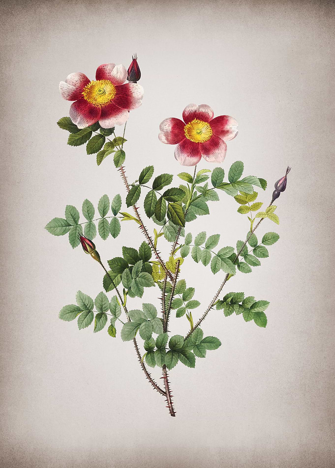 Variegated Burnet Rose
