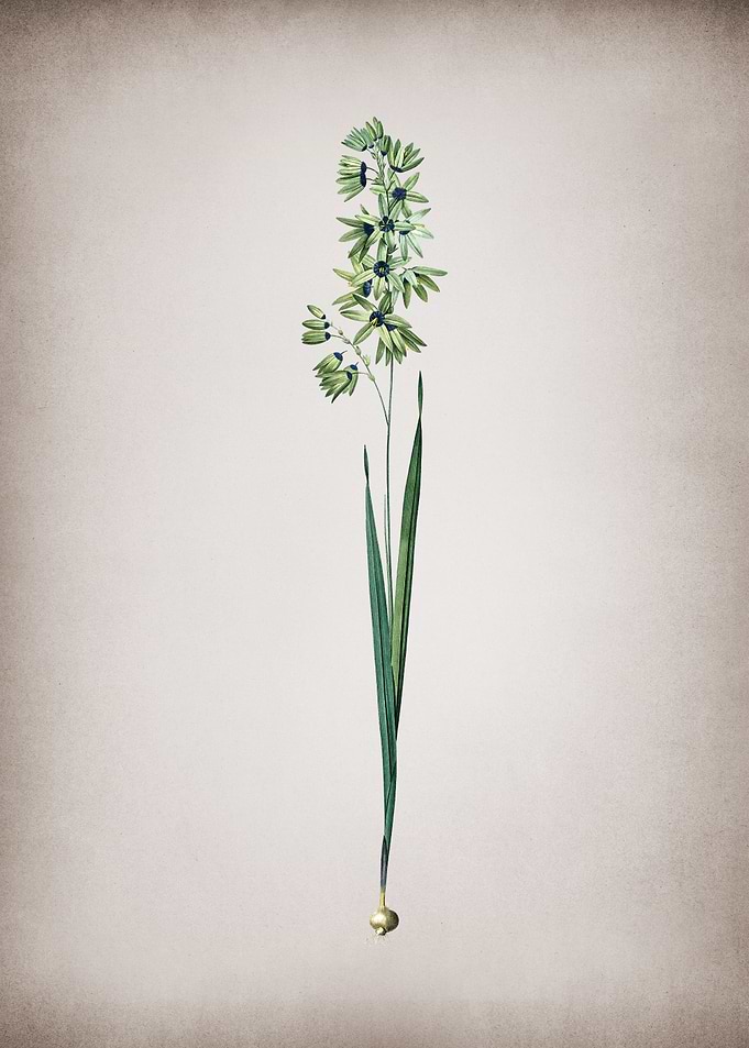Vintage Turquoise Ixia