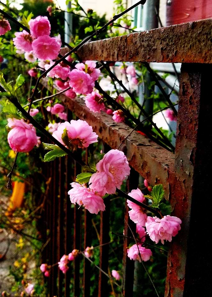 Pink and Rust