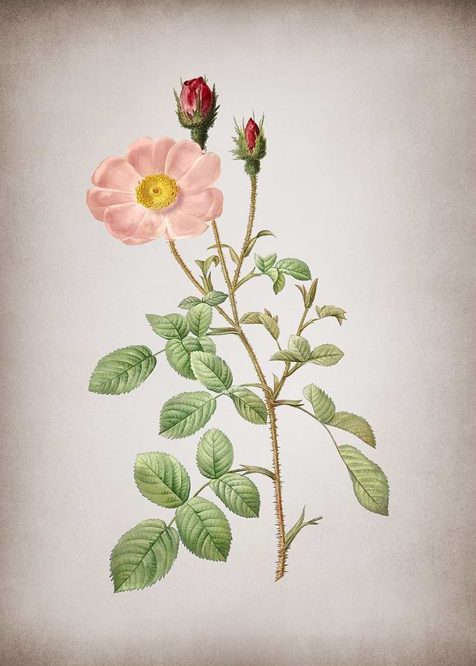 Vintage Sparkling Rose