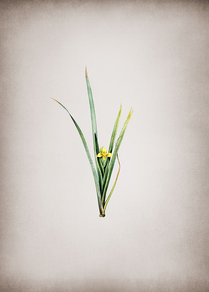 Yellow Iris
