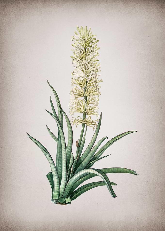Vintage Snake Plant