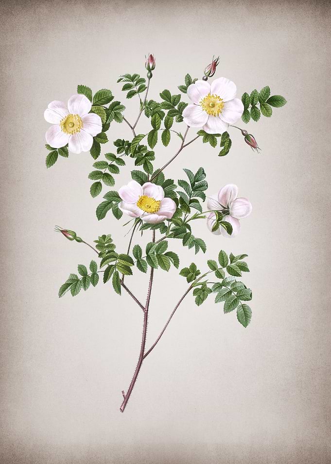 White Candolles Rose