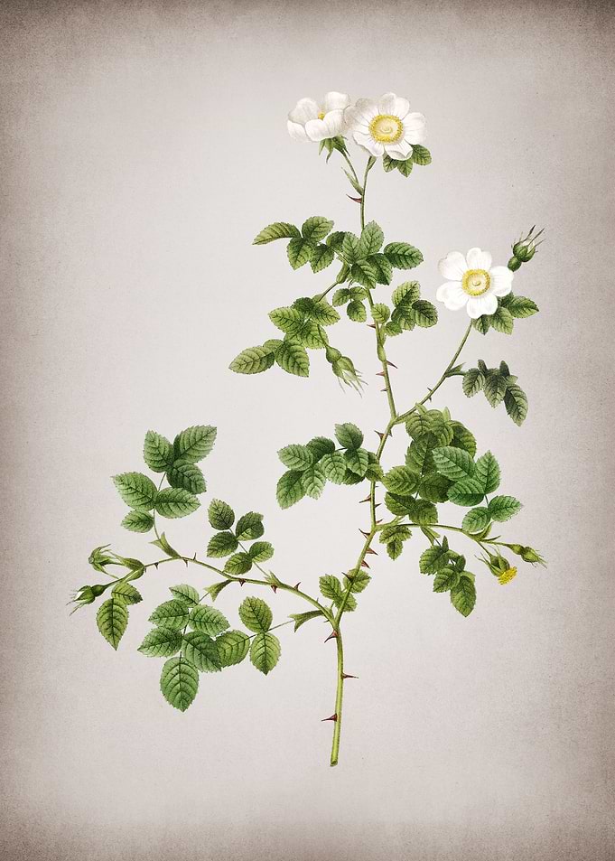 White Sweetbriar Rose