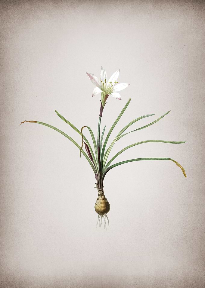 Vintage Rain Lily