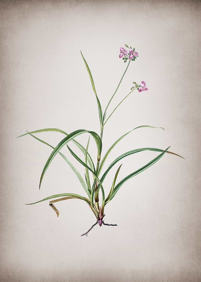 Vintage Spiderwort