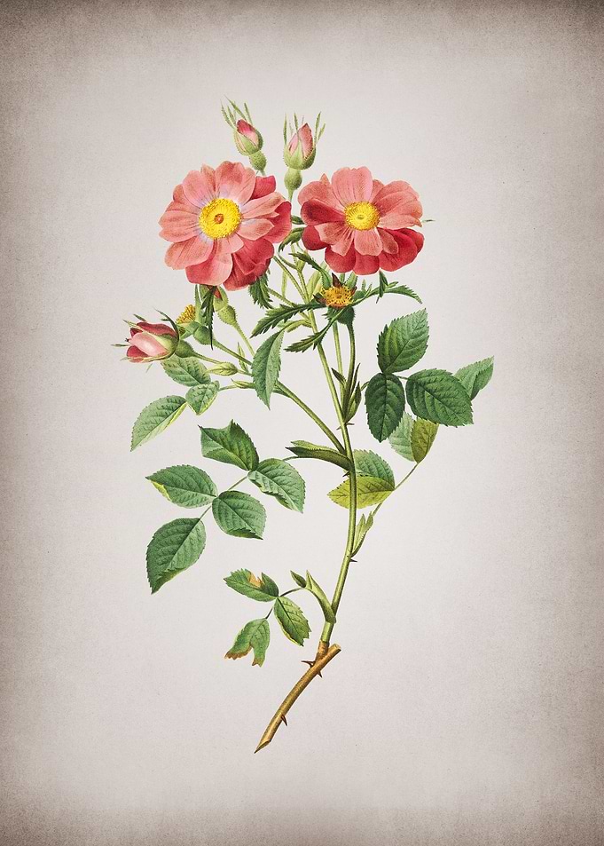 Elizabeths Sweetbriar Rose