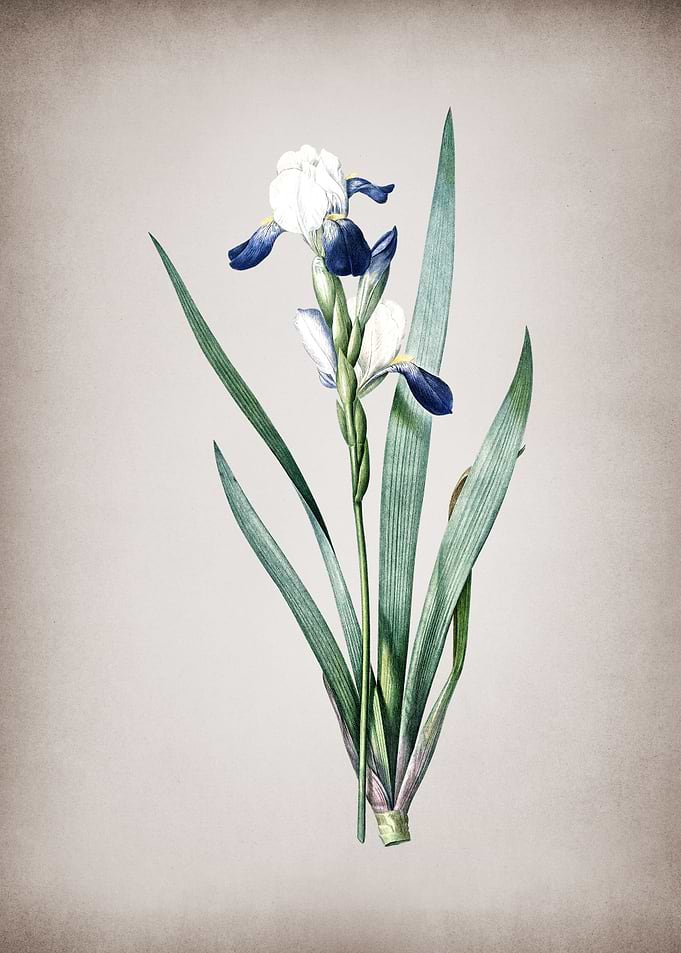 Tall Bearded Iris