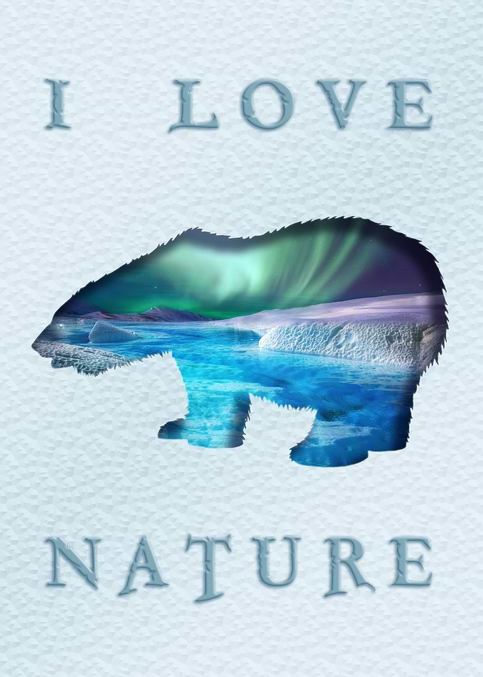polar bear 1