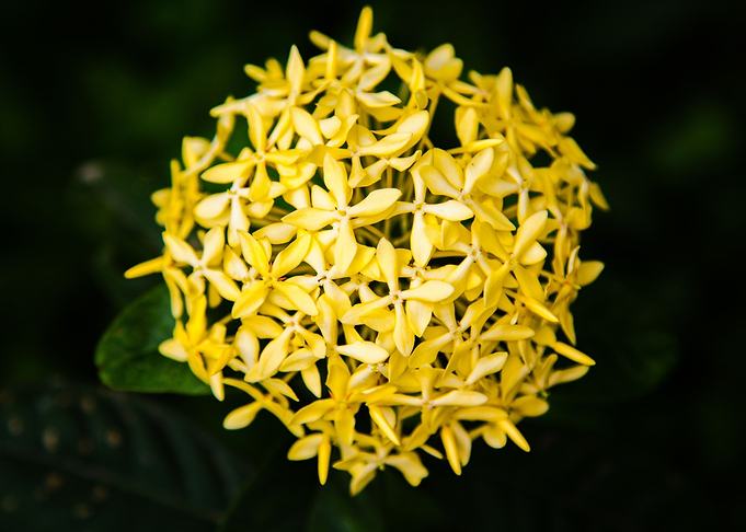 Flower 21