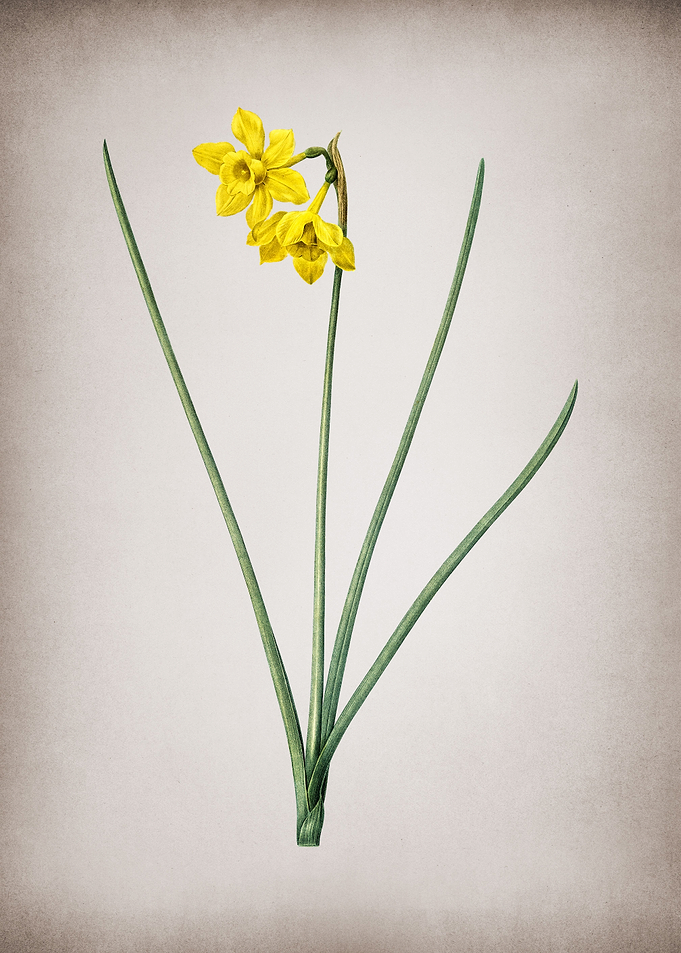 Vintage Narcissus Odorus