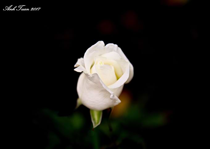Rose 30