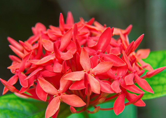 Flower 17