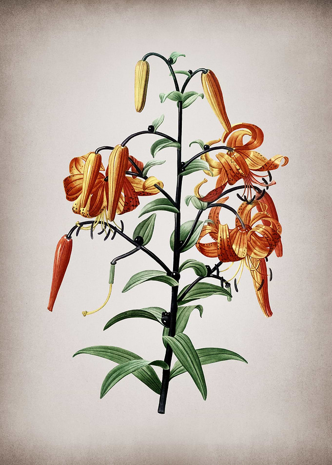 Tiger Lily