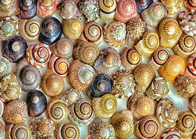 Shells