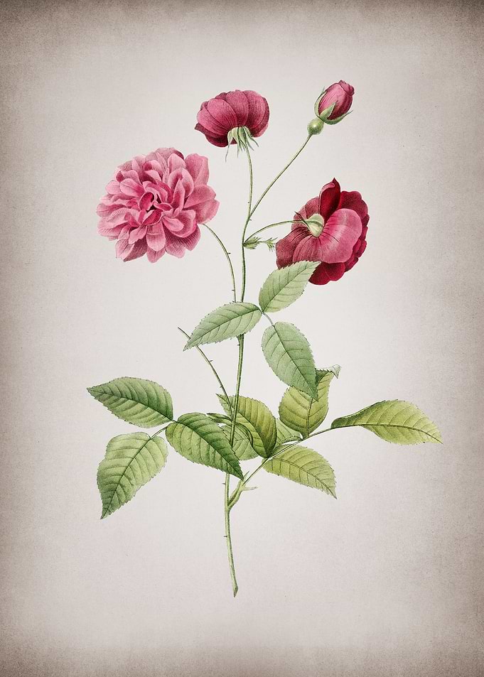 Blooming China Rose
