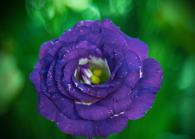 Flower 19