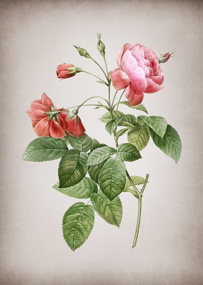 Pink Boursault Rose