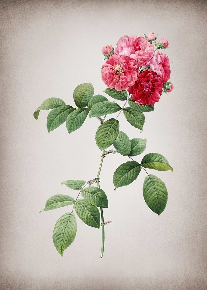 Seven Sisters Roses