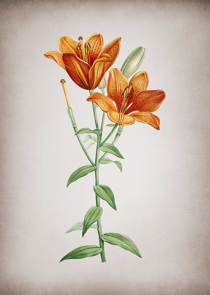 Orange Bulbous Lily