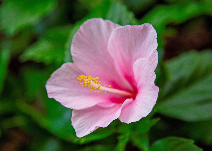 Flower 18