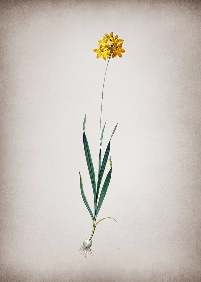 Vintage Orange Ixia
