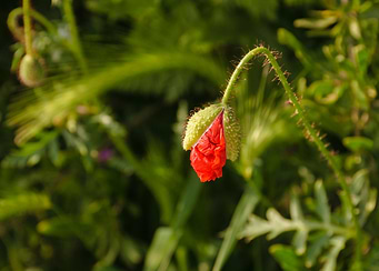 Red poppy