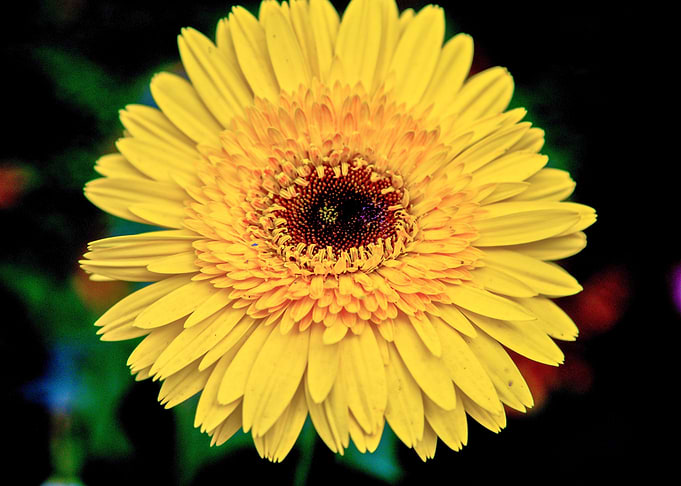 Flower 22