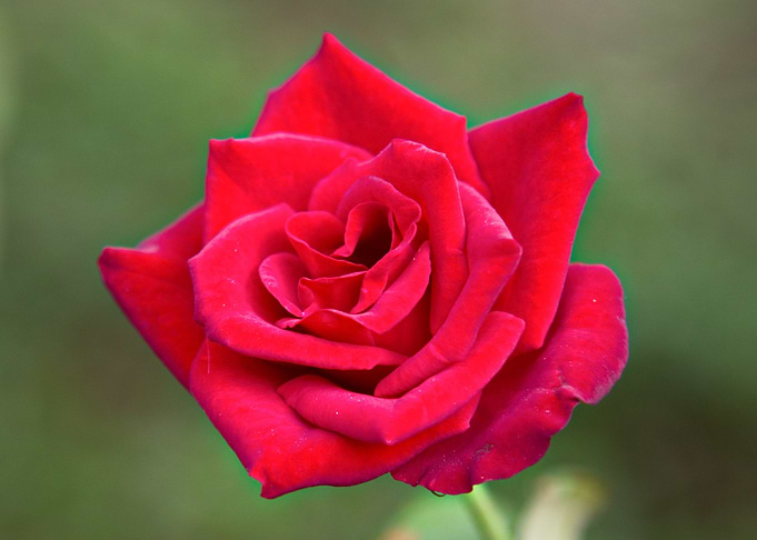 Rose 31