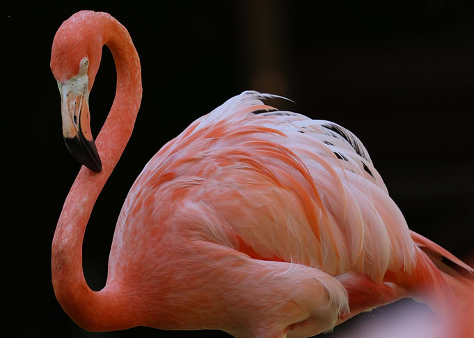 Pink Flamingo