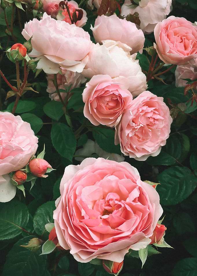 Dark Rose