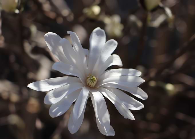 Magnolia Flower
