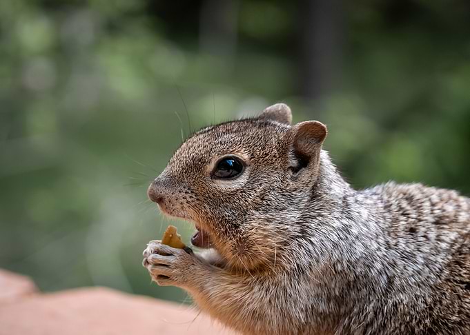 Portrait of a Squirrel