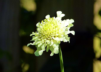 Scabiosa
