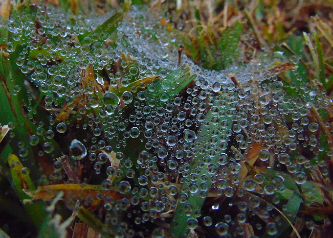 Dewdrop Netting
