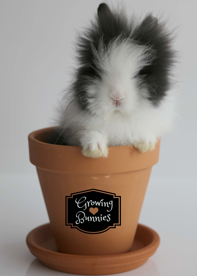 Growing Bunnies