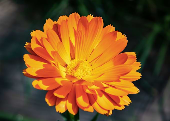 Orange calendula flower