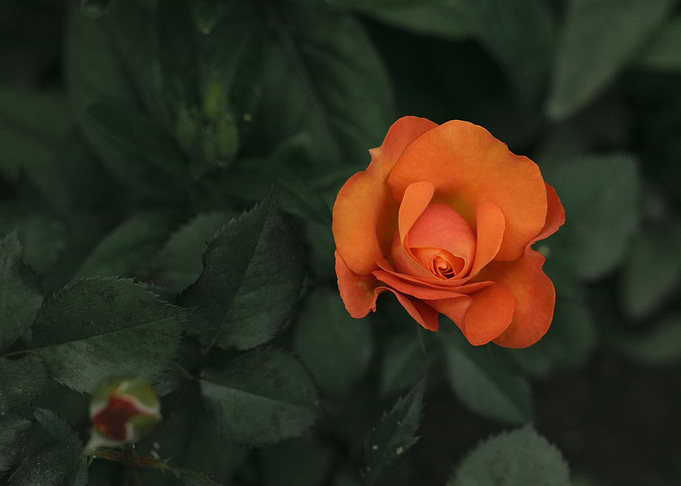 blossom rose