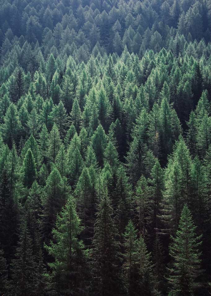 Deep Forest
