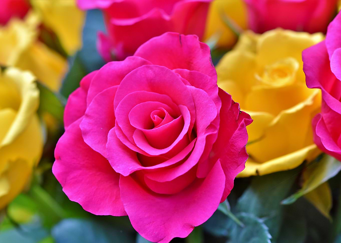 Floribunda Roses