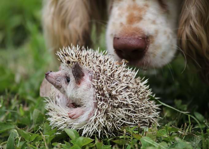 Prickly