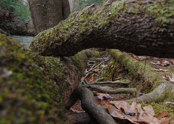 Twisted Roots