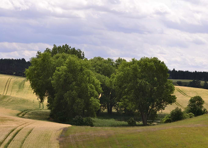 Fields of Green