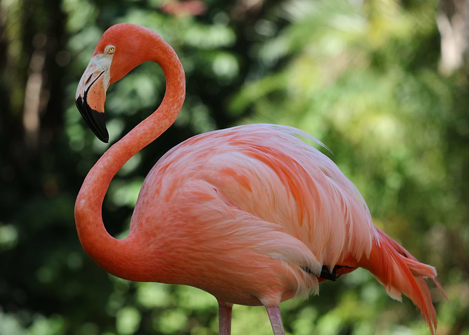 Pink Flamingo